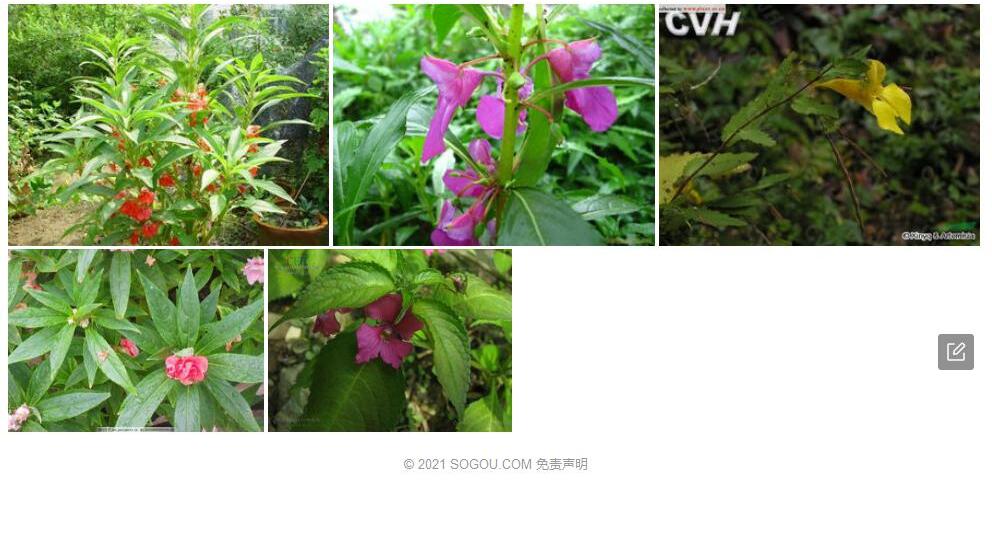 细梗凤仙花照片和图片/