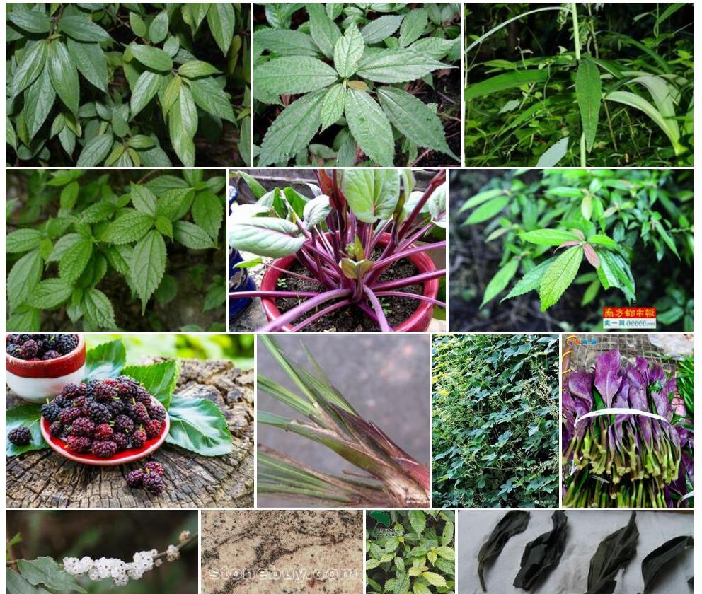 细梗紫麻照片和图片/