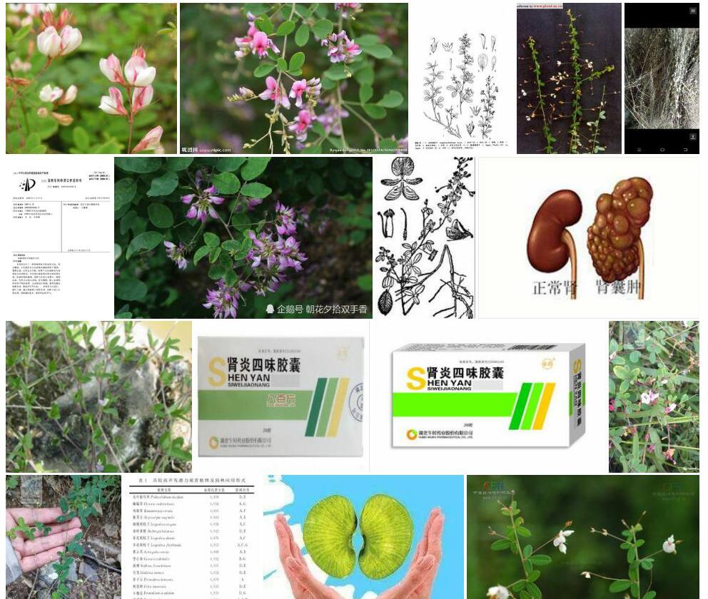 细梗胡枝子照片和图片/