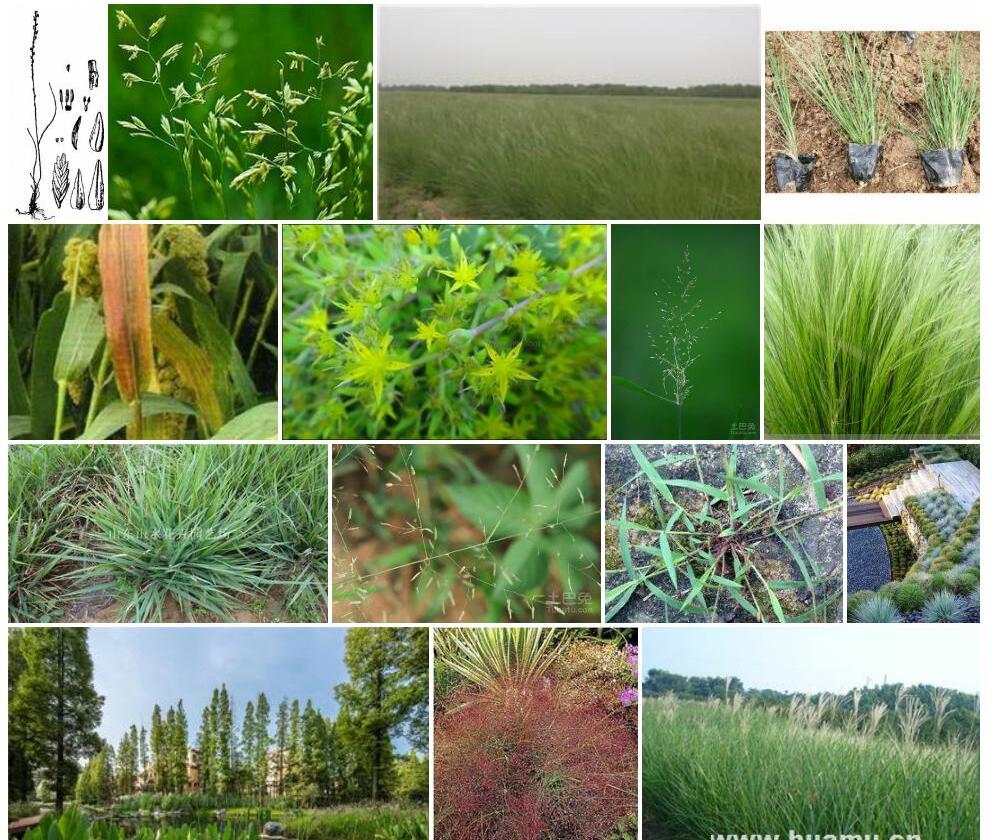 细画眉草照片和图片/