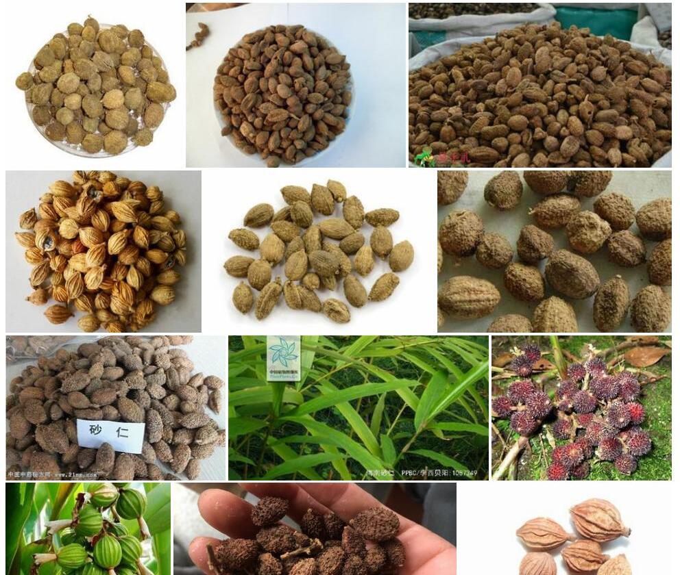 细砂仁照片和图片/