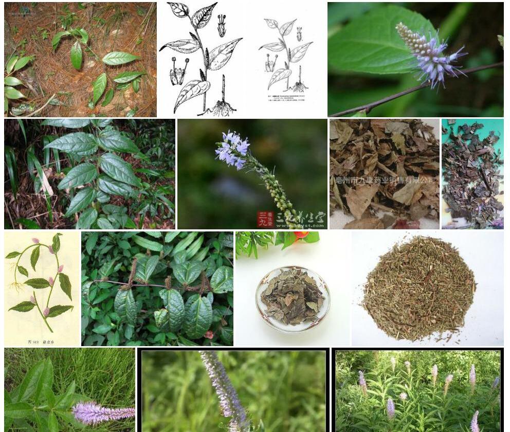 细穗腹水草照片和图片/