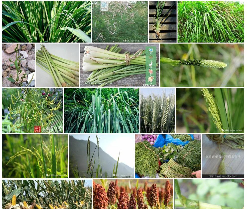 细穗香茅照片和图片/