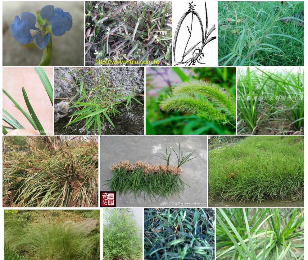 细竹篙草照片和图片/