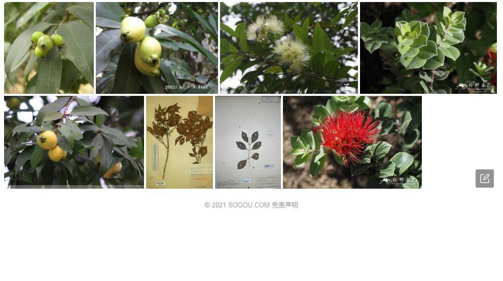 细脉蒲桃照片和图片/