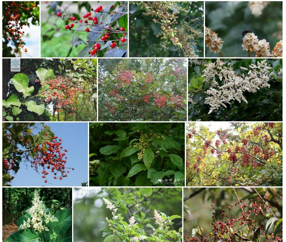 细花泡花树照片和图片/