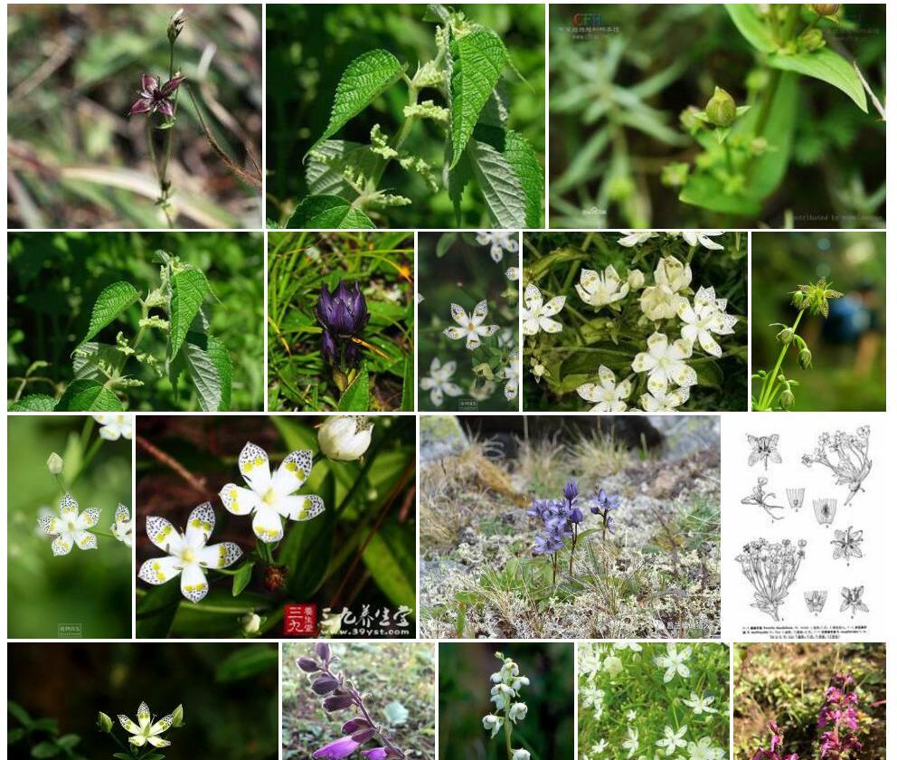 细花獐牙菜照片和图片/