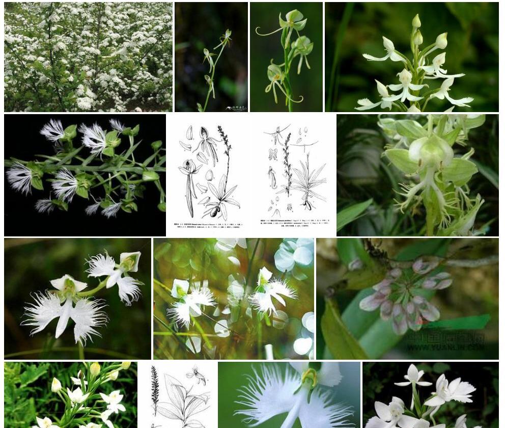 细花玉凤花照片和图片/
