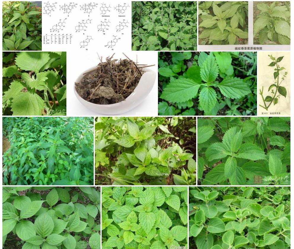 细花线纹香茶菜照片和图片/