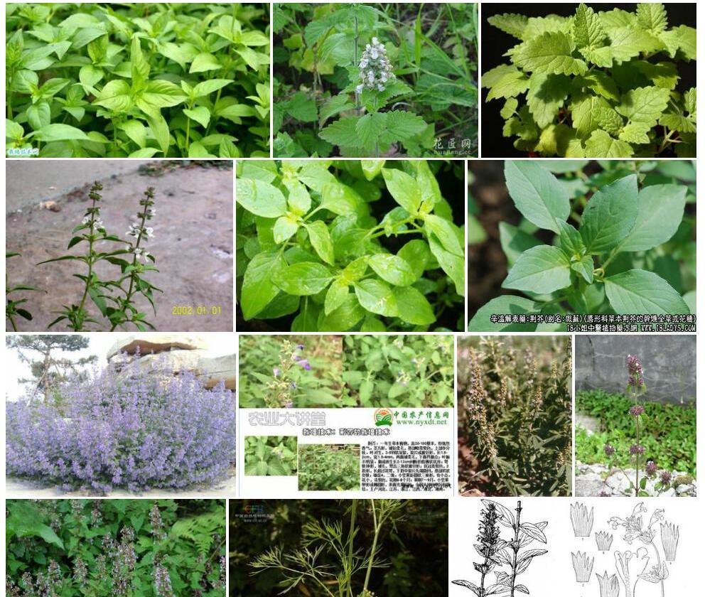 细花荆芥照片和图片/