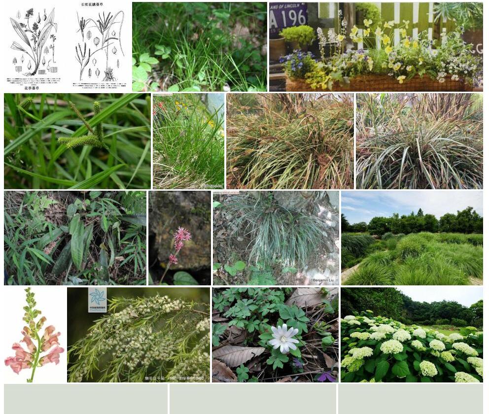 细花薹草照片和图片/