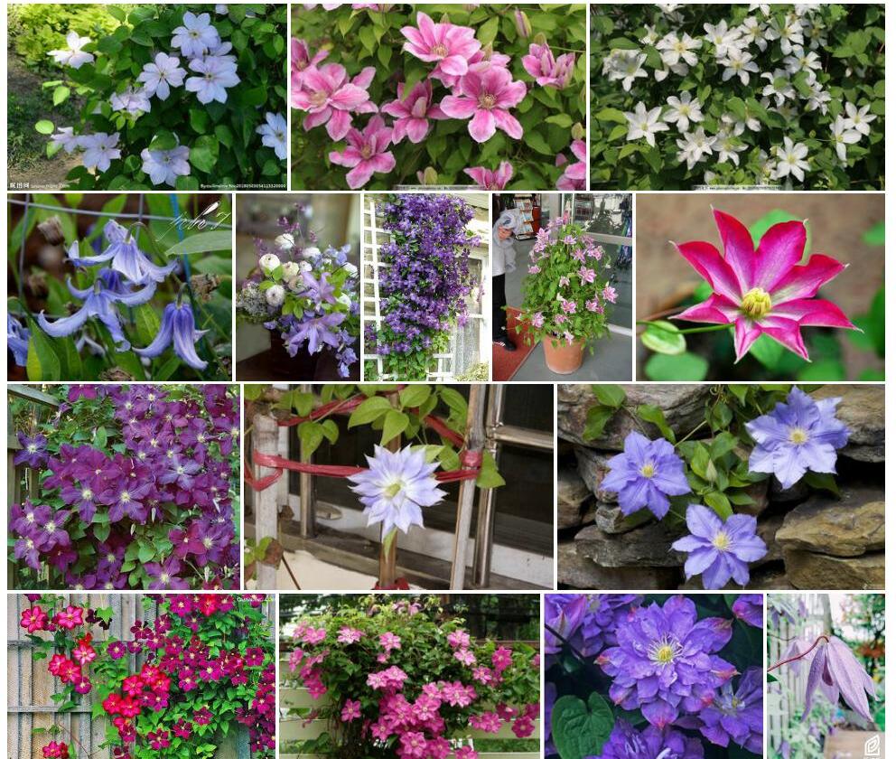 细花铁线莲照片和图片/