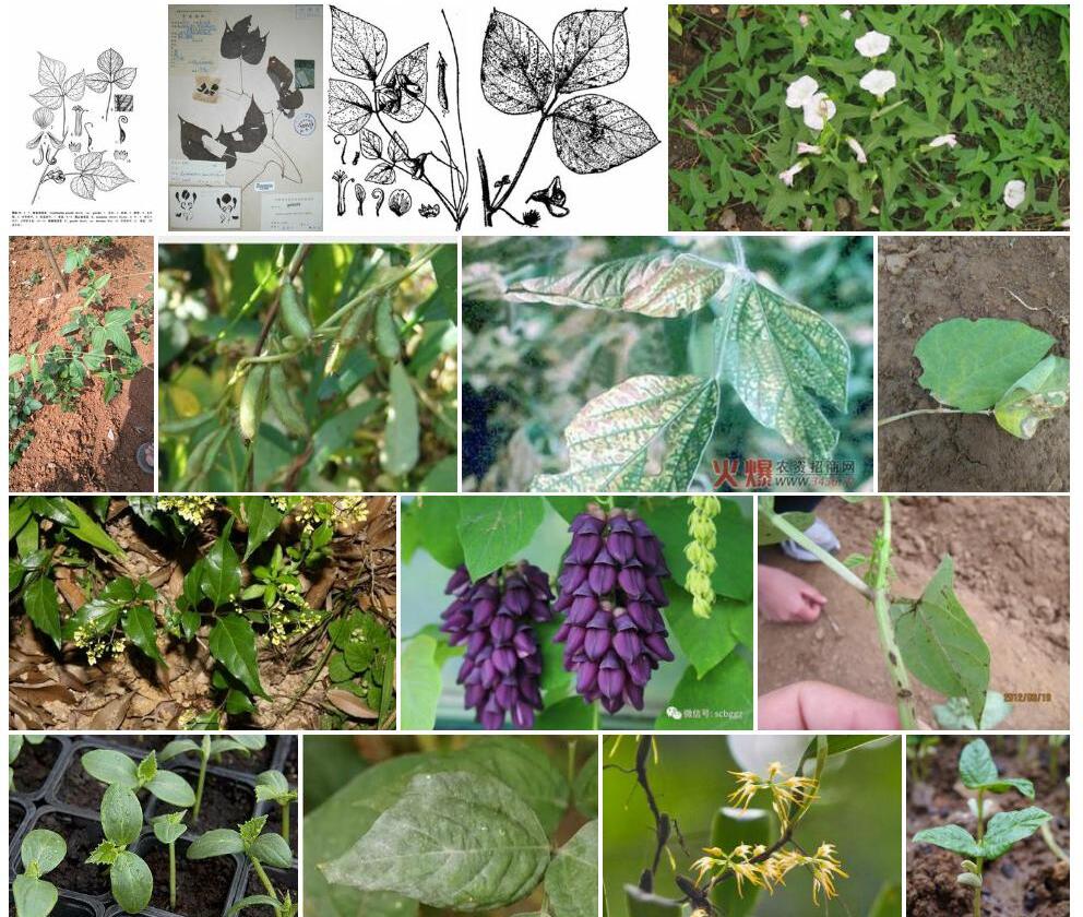 细茎旋花豆照片和图片/