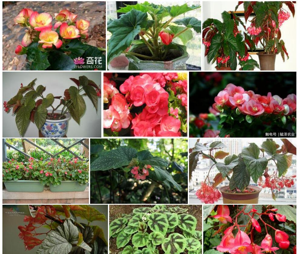 细茎秋海棠照片和图片/