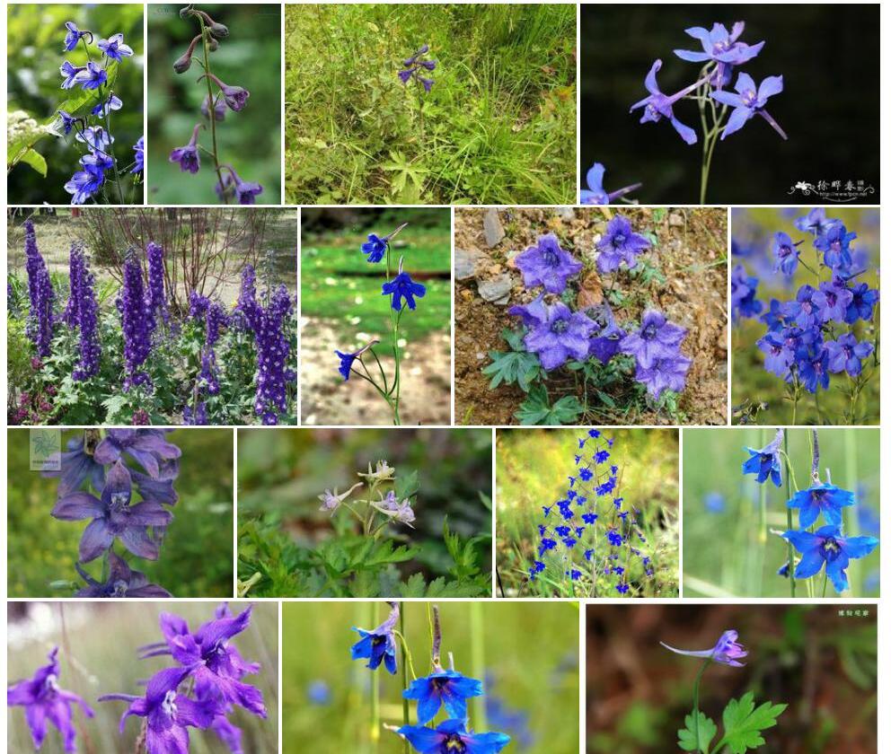 细茎翠雀花照片和图片/