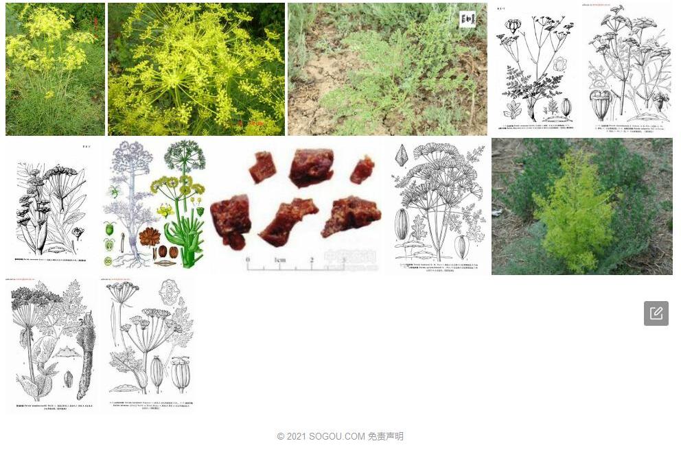 细茎阿魏照片和图片/