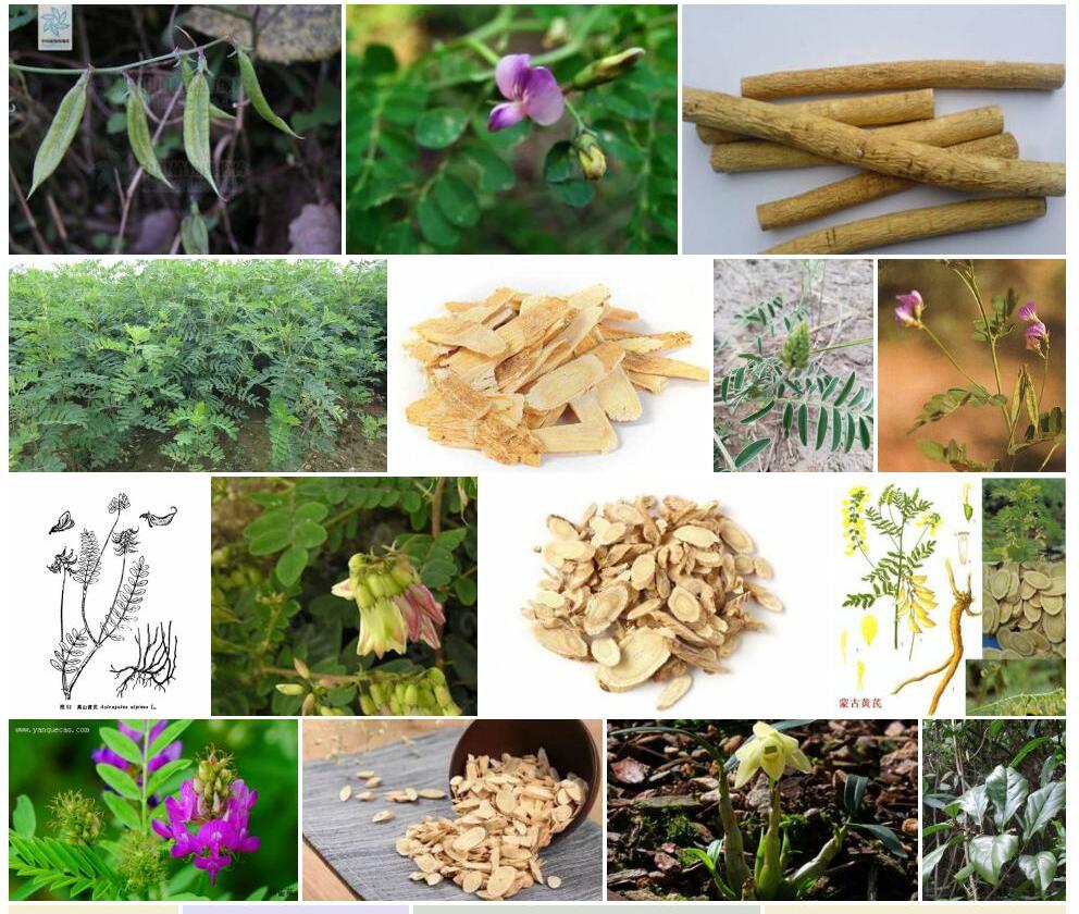 细茎黄耆照片和图片/