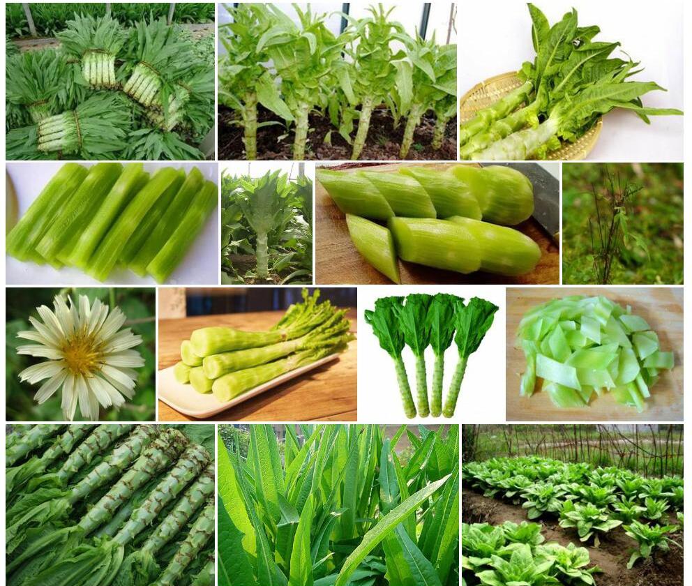 细莴苣照片和图片/