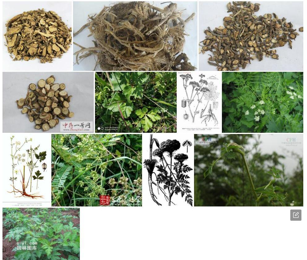 细裂前胡照片和图片/
