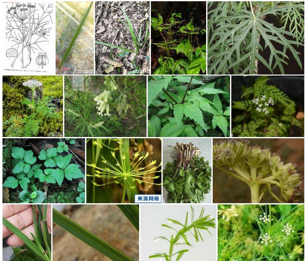 细裂条叶丝瓣芹照片和图片/