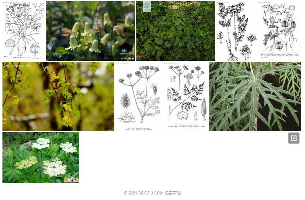 细裂芹照片和图片/