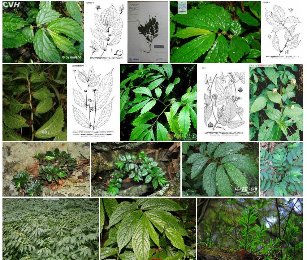 细角楼梯草照片和图片/