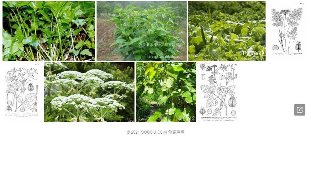 细软茴芹照片和图片/