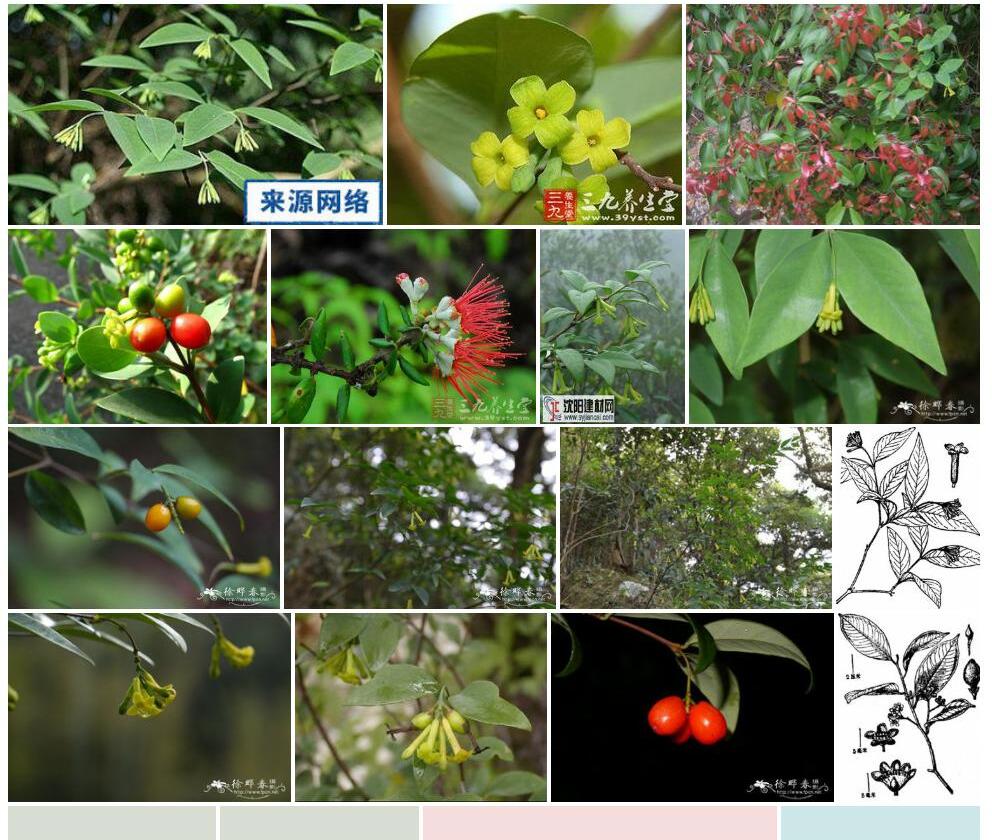 细轴荛花照片和图片/