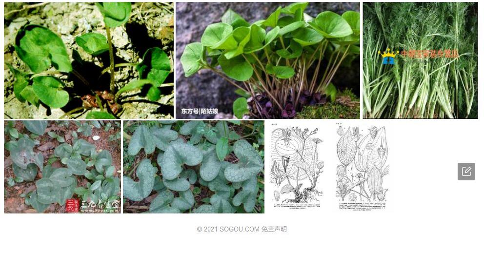 细辛锦香草照片和图片/