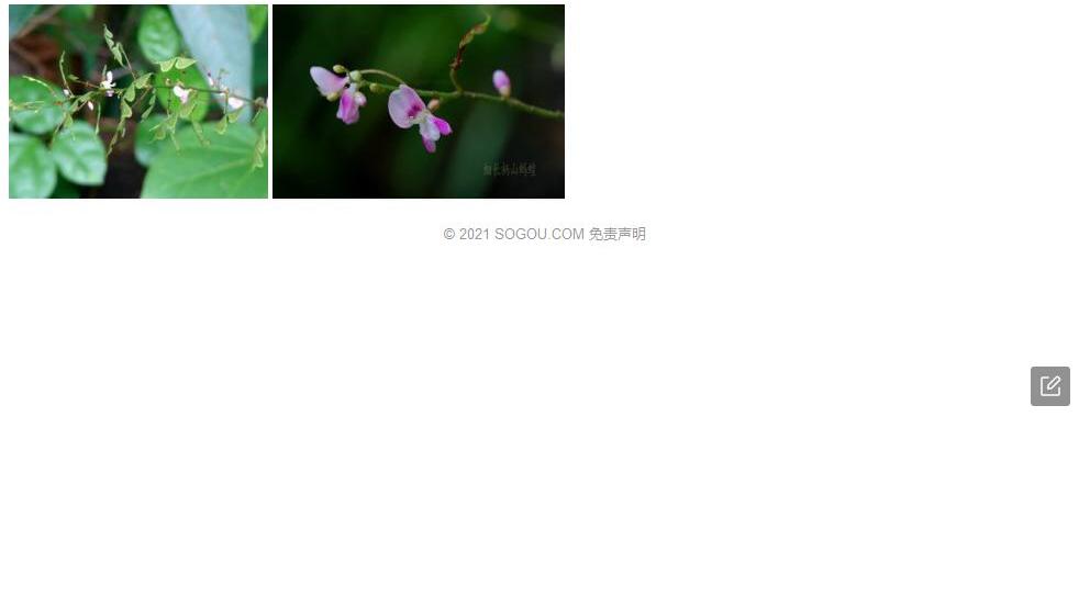 细长柄山蚂蝗照片和图片/