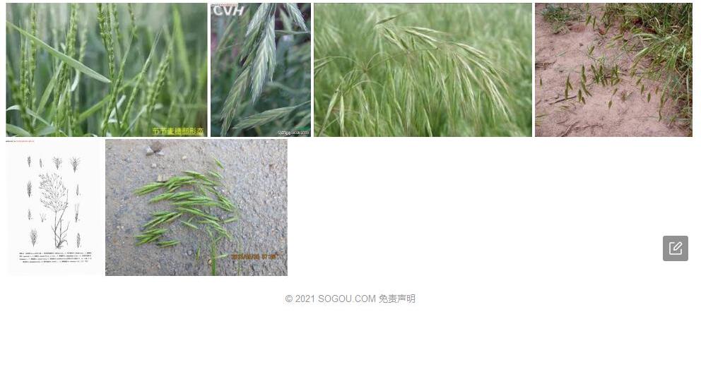 细雀麦照片和图片/