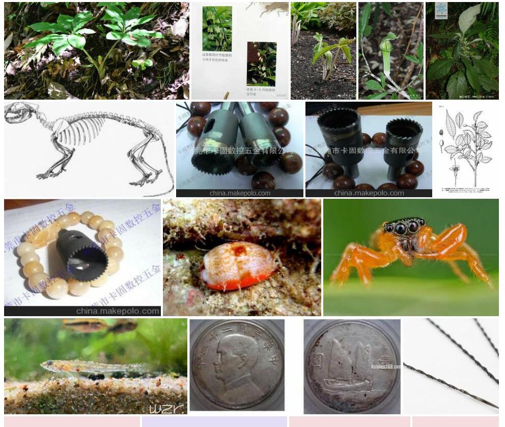 细齿南星照片和图片/