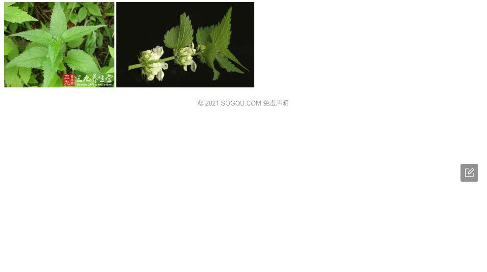 细齿山芝麻照片和图片/