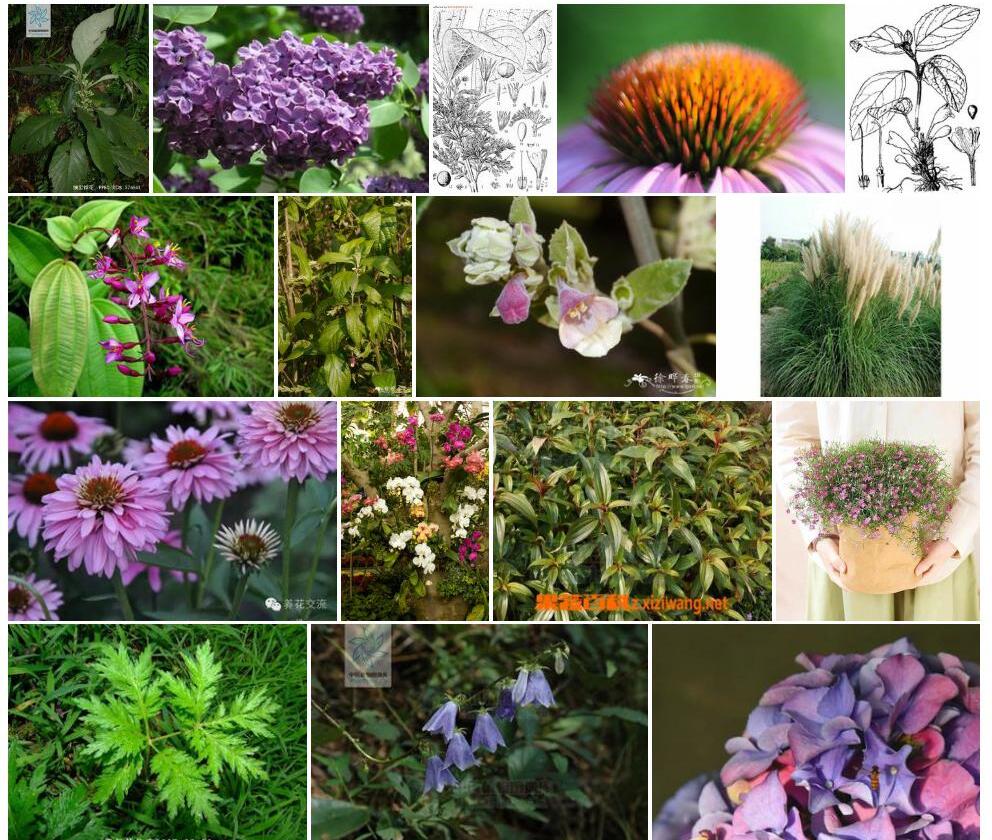 细齿锥花照片和图片/