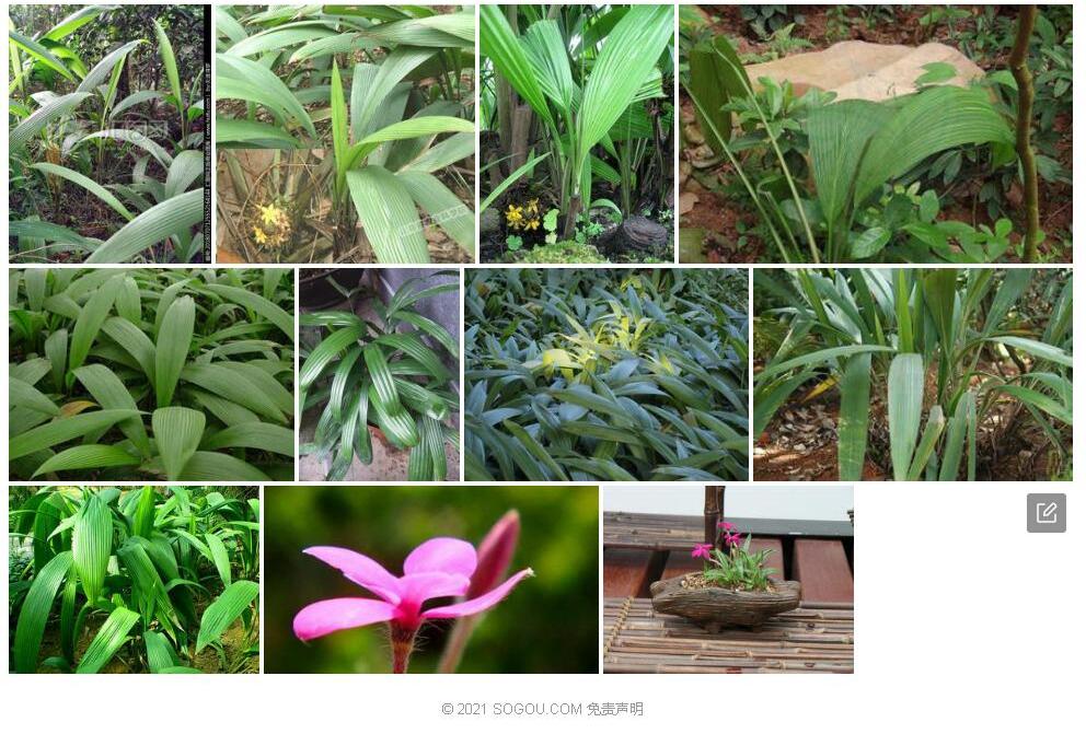 绒叶仙茅照片和图片/