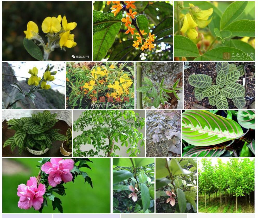 绒叶黄花木照片和图片/