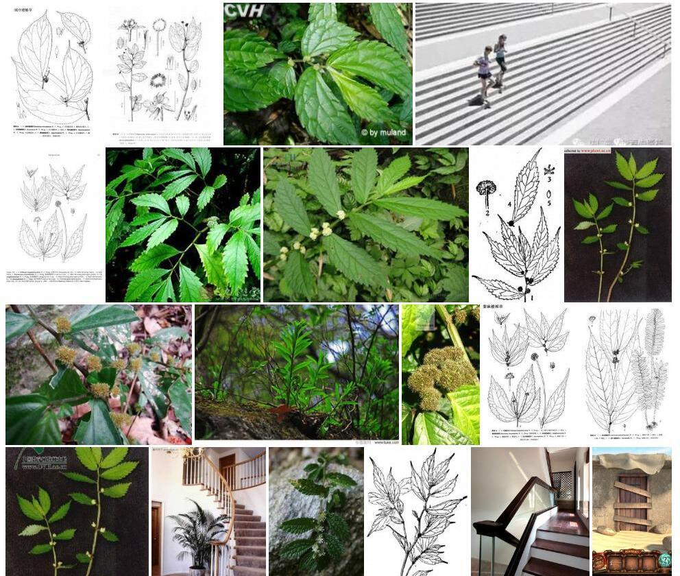 绒序楼梯草照片和图片/