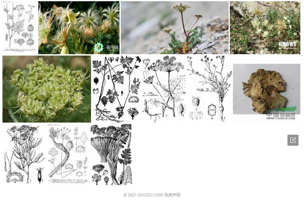 绒果芹照片和图片/
