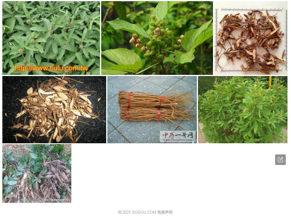 绒毛千斤拔照片和图片/