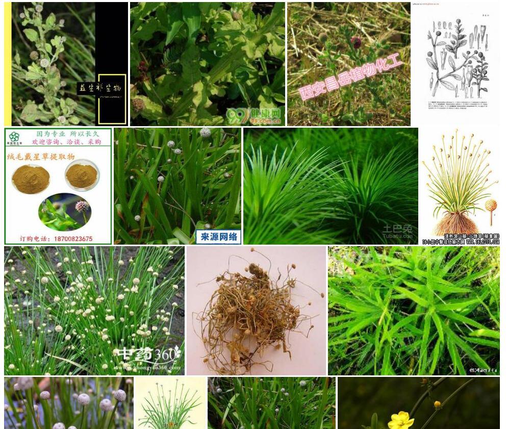 绒毛戴星草照片和图片/