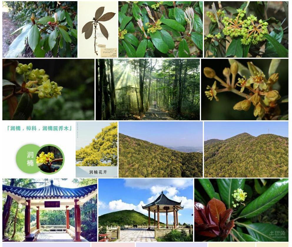 绒毛润楠照片和图片/