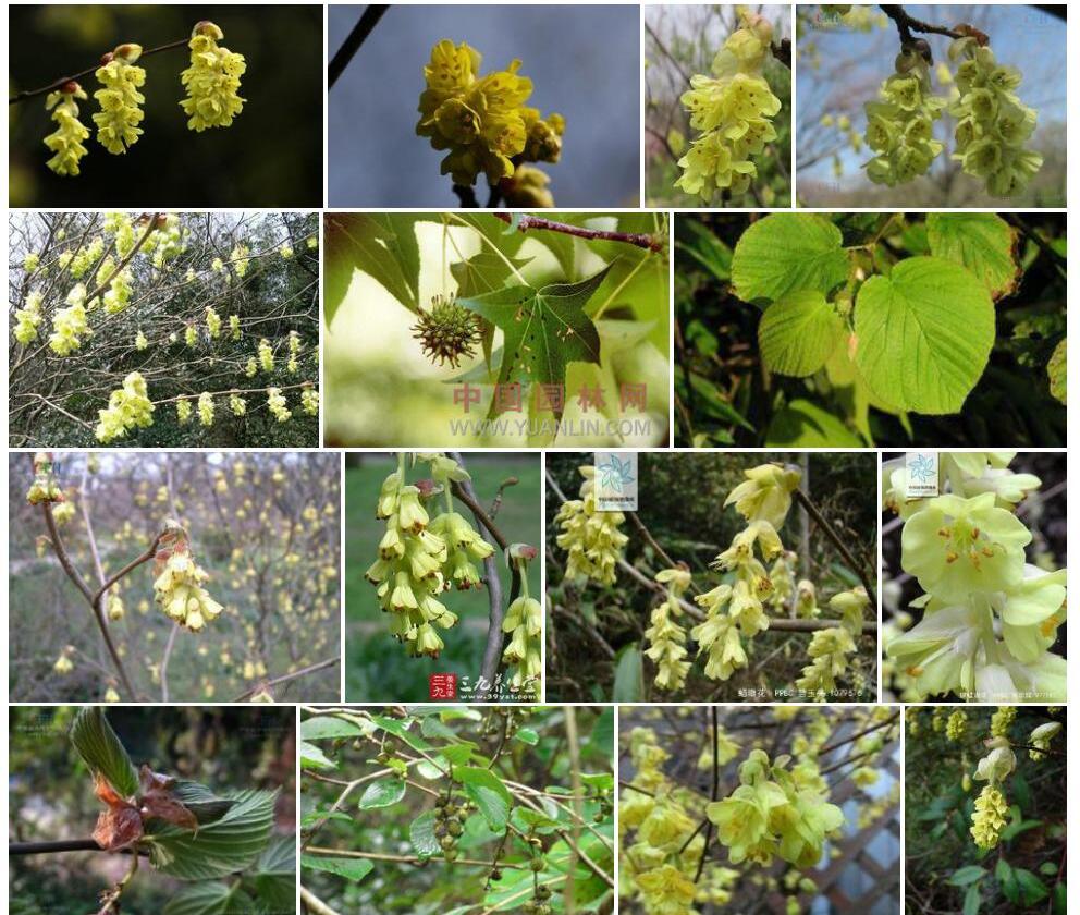 绒毛蜡瓣花照片和图片/