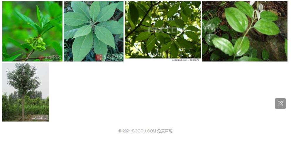 绒毛钓樟照片和图片/