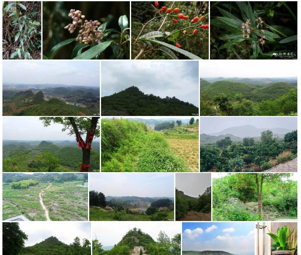 绒毛锐尖山香圆照片和图片/