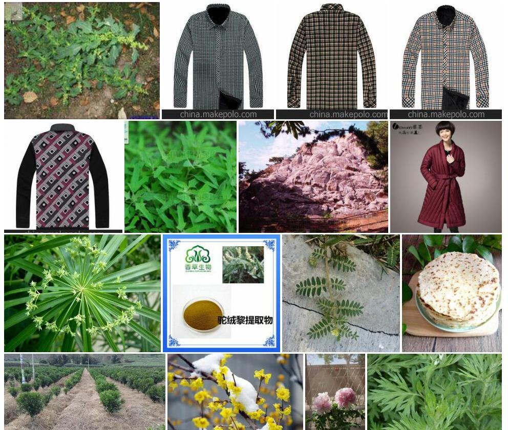 绒藜照片和图片/