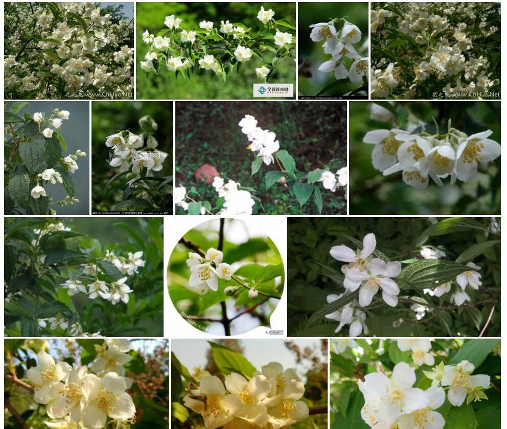 绢毛山梅花照片和图片/