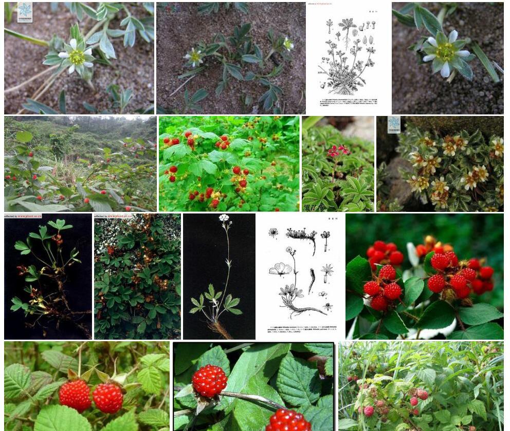 绢毛山莓草照片和图片/