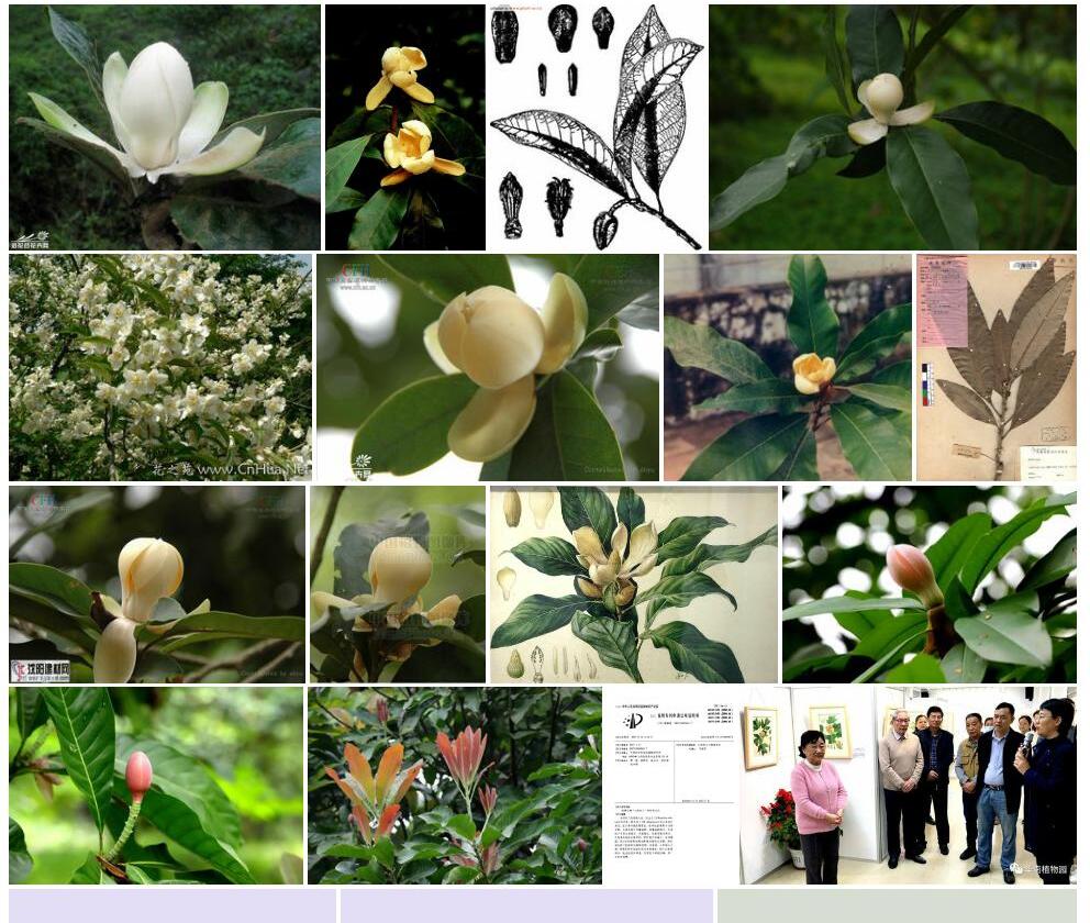 绢毛木兰照片和图片/