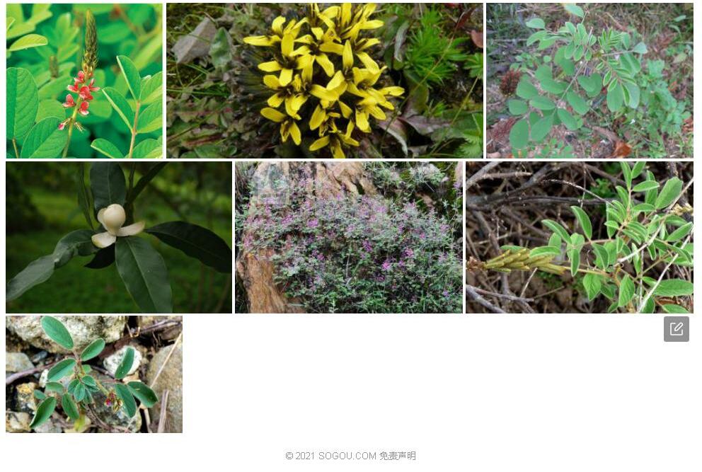 绢毛木蓝照片和图片/