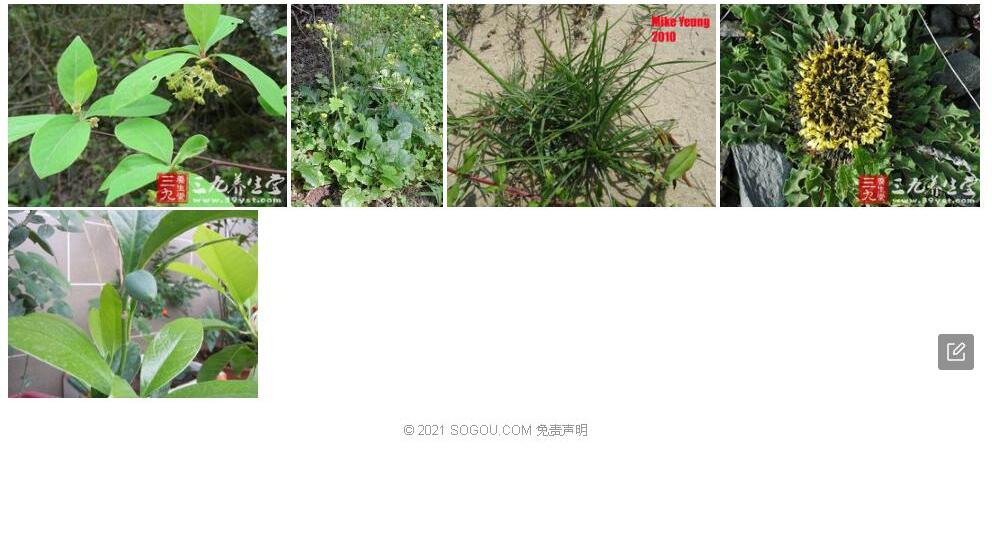绢毛荆芥照片和图片/